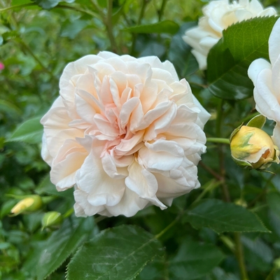 ROSIER VOLUPTIA AMBER (3)-min