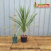 2024 CORDYLINE AUSTRALIS C15-min