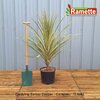 2024 CORDYLINE TORBAY DAZZLER C15-min