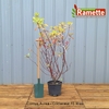 2024 CORNUS AUREA C15-min