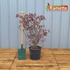 2024 CORNUS FLORIDA C15-min