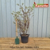 2024 CORNUS PINKY SPOT C35-min