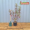2024 CORNUS SIBIRICA C15-min