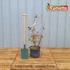 2024 CORYLUS PURPUREA C15-min