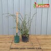 2024 COTONEASTER LACTEUS C15-min