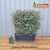 2024 ELAEAGNUS EBBINGEI JARDINIERE-min