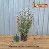 2024 ELAEAGNUS EBBINGEI C15-min