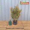 2024 ELAEAGNUS VIVELEG C15-min