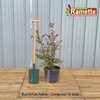 2024 EUONYMUS ALATUS C15-min