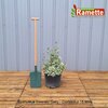 2024 EUONYMUS EMERALD GAITY C15-min