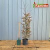 2024 FAGUS PURPUREA C15-min