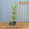 2024 FAGUS SYLVATICA C15-min