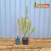 2024 FORSYTHIA LYNWOOD GOLD C15-min