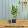 2024 HEPTACODIUM MICONIOIDES C15-min