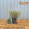 2024 HYPERICUM HIDCOTE C15-min