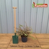 2024 HYPERICUM TRICOLOR C7.5-min