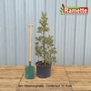 2024 ILEX ALBOMARGINATA C25-min