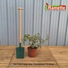 2024 ILEX ALBOMARGINATA C7.5-min