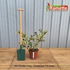 2024 ILEX GOLDEN KING C7.5-min