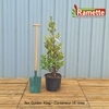 2024 ILEX GOLDEN KING C15-min