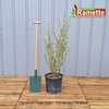 2024 LIGUSTRUM ARGENTEUM C15-min