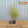 2024 LIGUSTRUM AUREUM C15-min