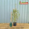 2024 LIGUSTRUM COLOMBINE C15-min