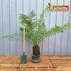 2024 DICKSONIA ANTARTICA C15-min