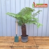 2024 DICKSONIA ANTARTICA C25-min
