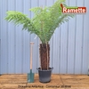2024 DICKSONIA ANTARTICA C35-min