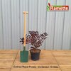 2024 COTINUS ROYAL PURPLE C10-min
