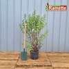 2024 DEUTZIA SCABRA PLENA C15-min