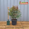 2024 NANDINA DOMESTICA C35-min