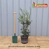 2024 OSMANTHUS BURKWOODII C15-min