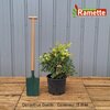 2024 OSMANTHUS GOSHIKI C15-min