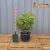 2024 OSMANTHUS GOSHIKI C25-min