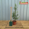2024 OSMANTHUS SUAVIS C10-min