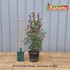 2024 PHOTINIA CARRE ROUGE C15-min