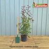 2024 PHOTINIA RED ROBIN C15-min