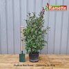 2024 PHOTINIA RED ROBIN C25-min