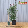 2024 PHOTINIA RED ROBIN C35-min
