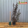 2024 PHYSOCARPUS DIABLE D'OR C15-min