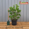 2024 PITTOSPORUM TOBIRA C35-min