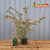 2024 PRUNUS ACCOLADE C15-min