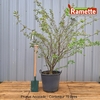2024 PRUNUS ACCOLADE C70-min