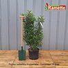 2024 PRUNUS ANGUSTIFOLIA C15-min