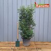 2024 PRUNUS ANGUSTIFOLIA C35-min