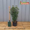 2024 PRUNUS BRENELIA C15-min