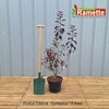 2024 PRUNUS CISTENA C10-min