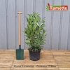2024 PRUNUS FONTANETTES C15-min